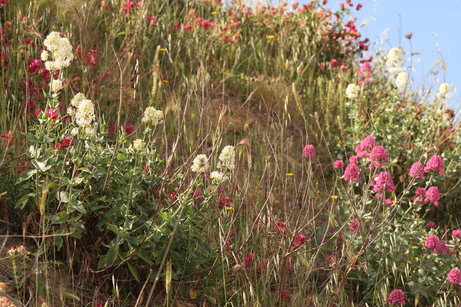 Centranthus ruber albino/ Camarezza comune bianca